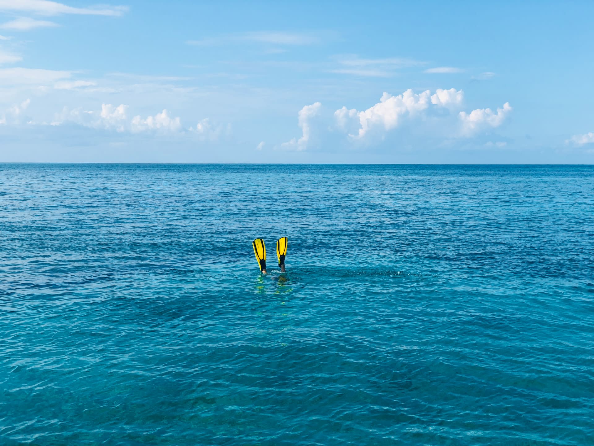 Dive into the ocean